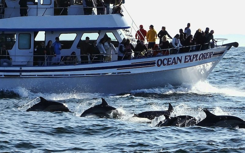 A Picture Of Whale watching In Newport Beach